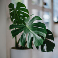 Monstera Deliciosa
