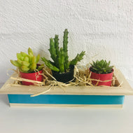 Succulent Trio