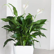 Peace Lily