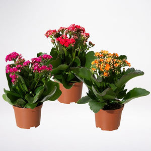 Kalanchoes