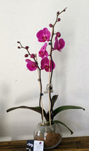 Assorted Phalaenopsis Double Orchids