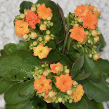 Kalanchoes