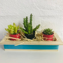 Succulent Trio
