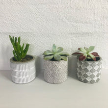 Succulent trio potted