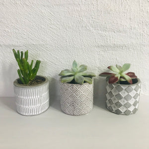 Succulent trio potted