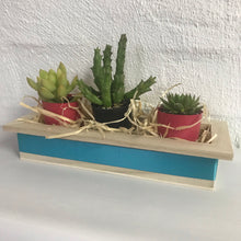 Succulent Trio