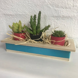 Succulent Trio