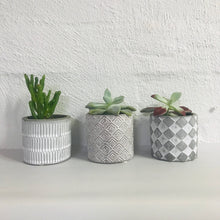 Succulent trio potted