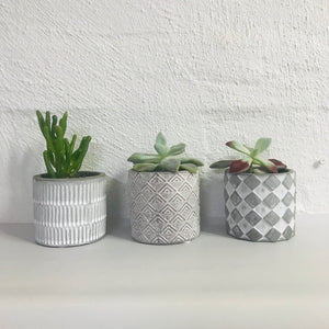 Succulent trio potted