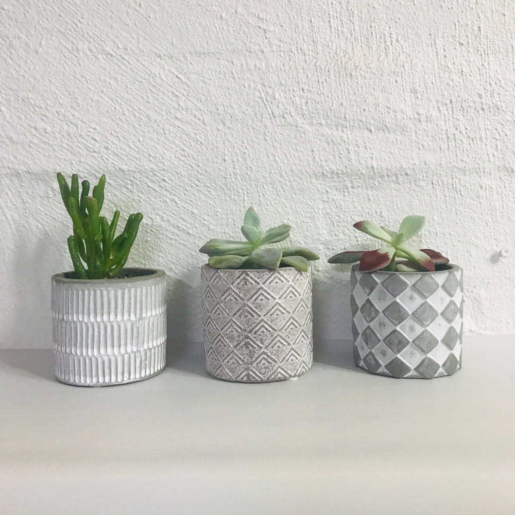 Succulent trio potted