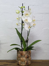 white double orchid